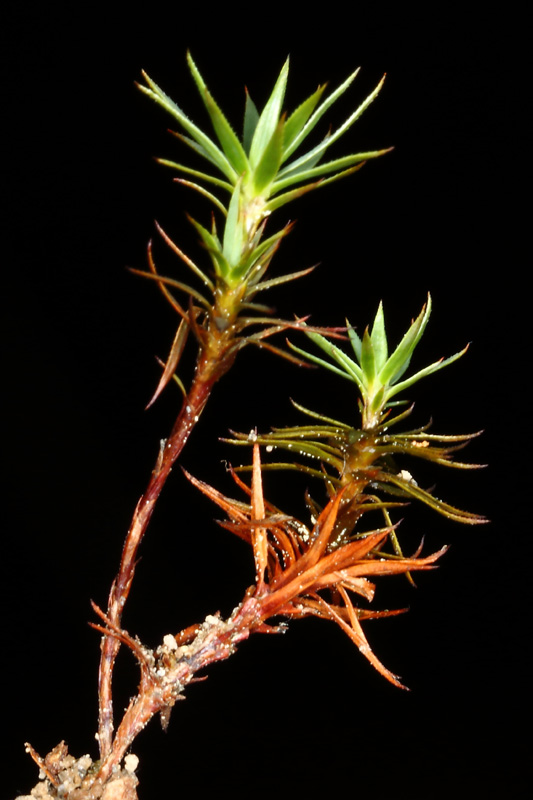 Pogonatum urnigerum